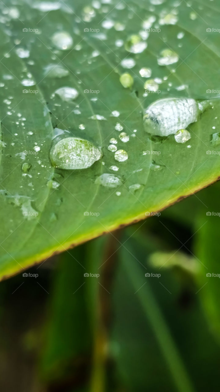 rain drops on leaf of banana flower