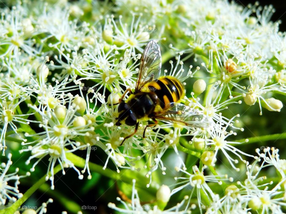 Flower bee