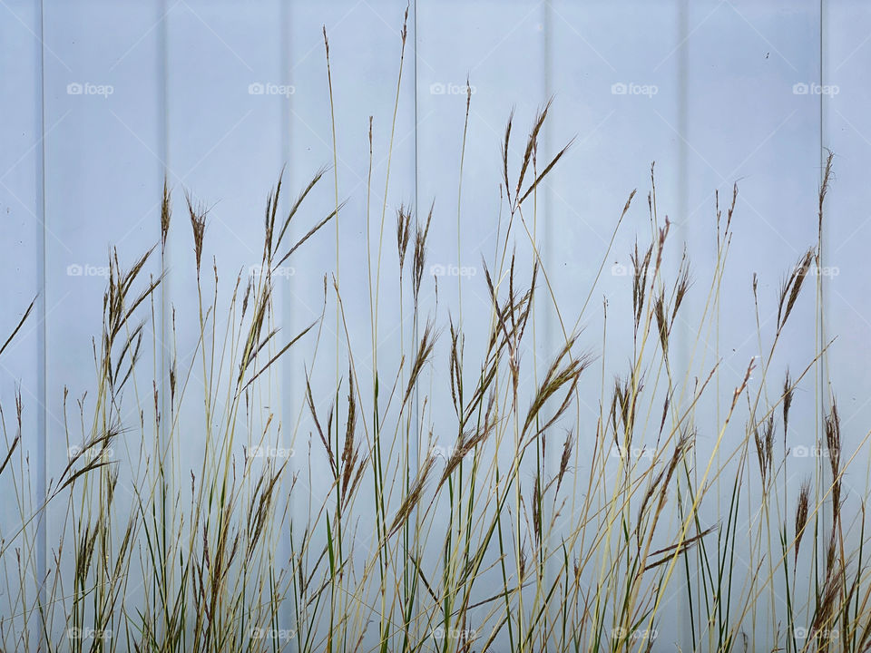 Wild grass weeds against a white wall