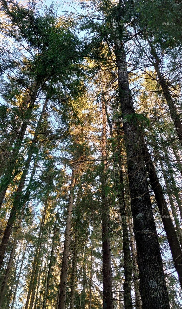 Sunset in the forest 🌲🌞🌳 Trees 🌳🌲 Landscape 🌳🌞🌲