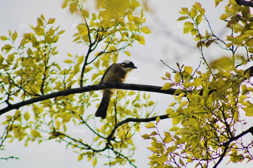 Flora and fauna synchronizing 