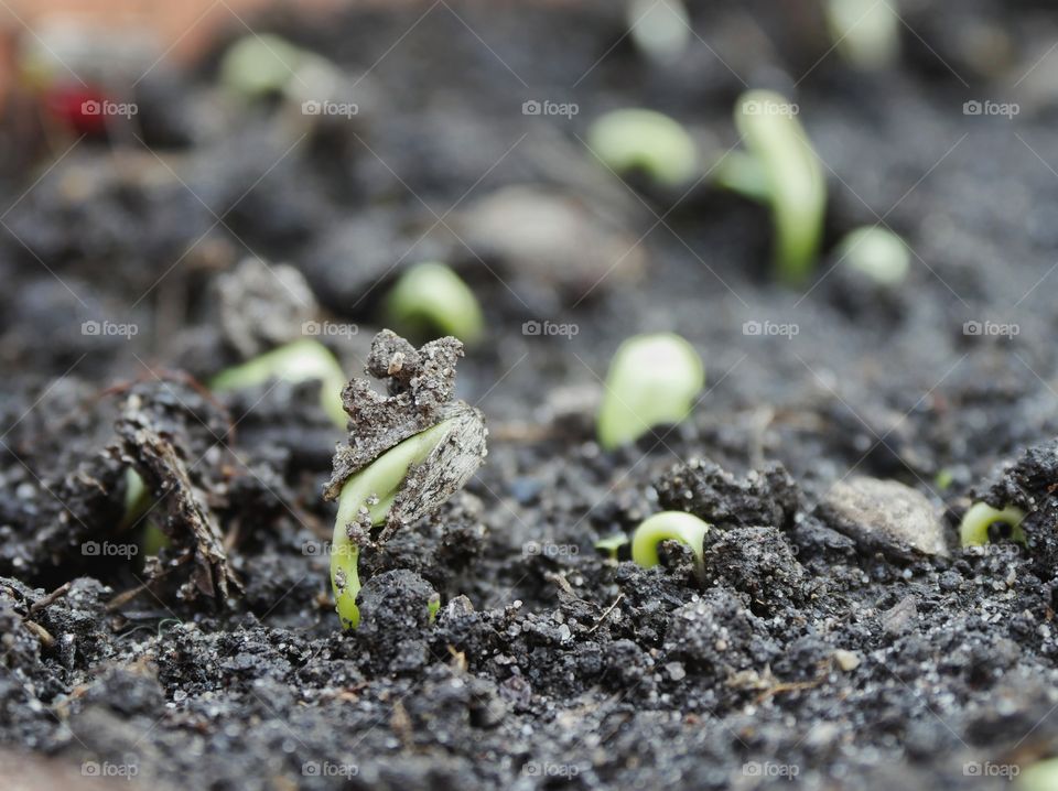 Sprouting sunflower seeds