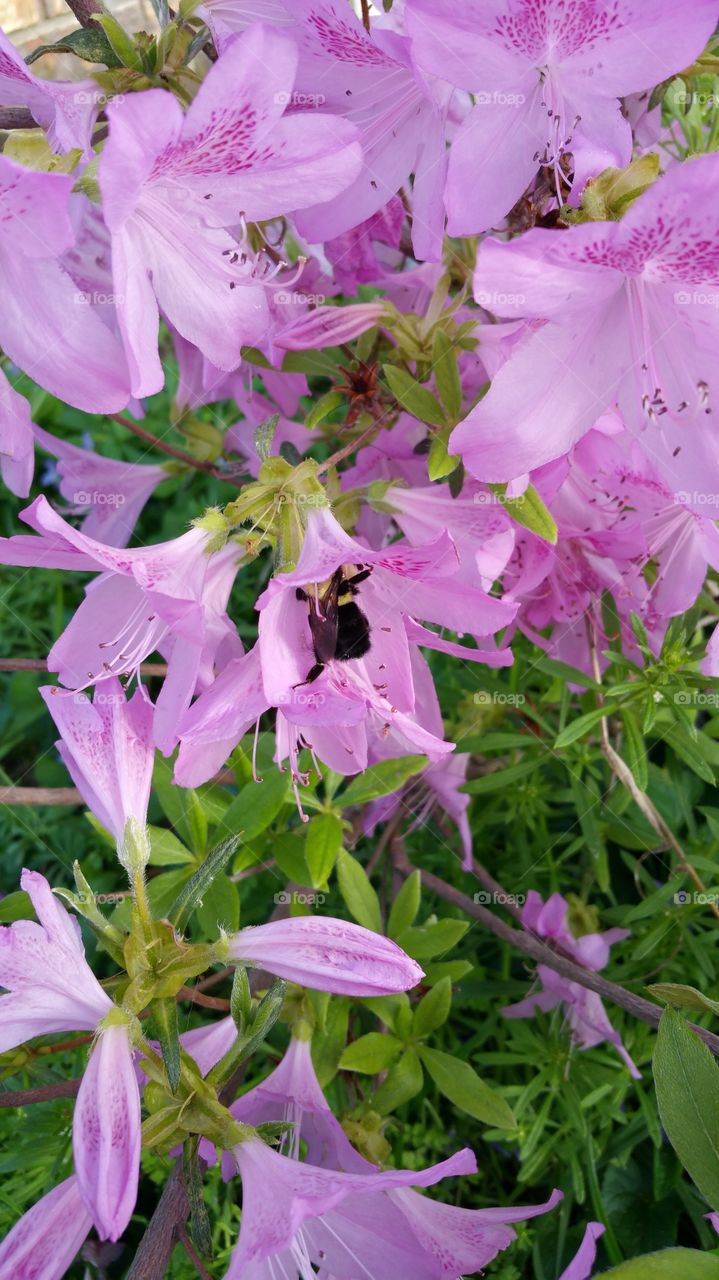 Pollination. Bee polinating azalea blooms