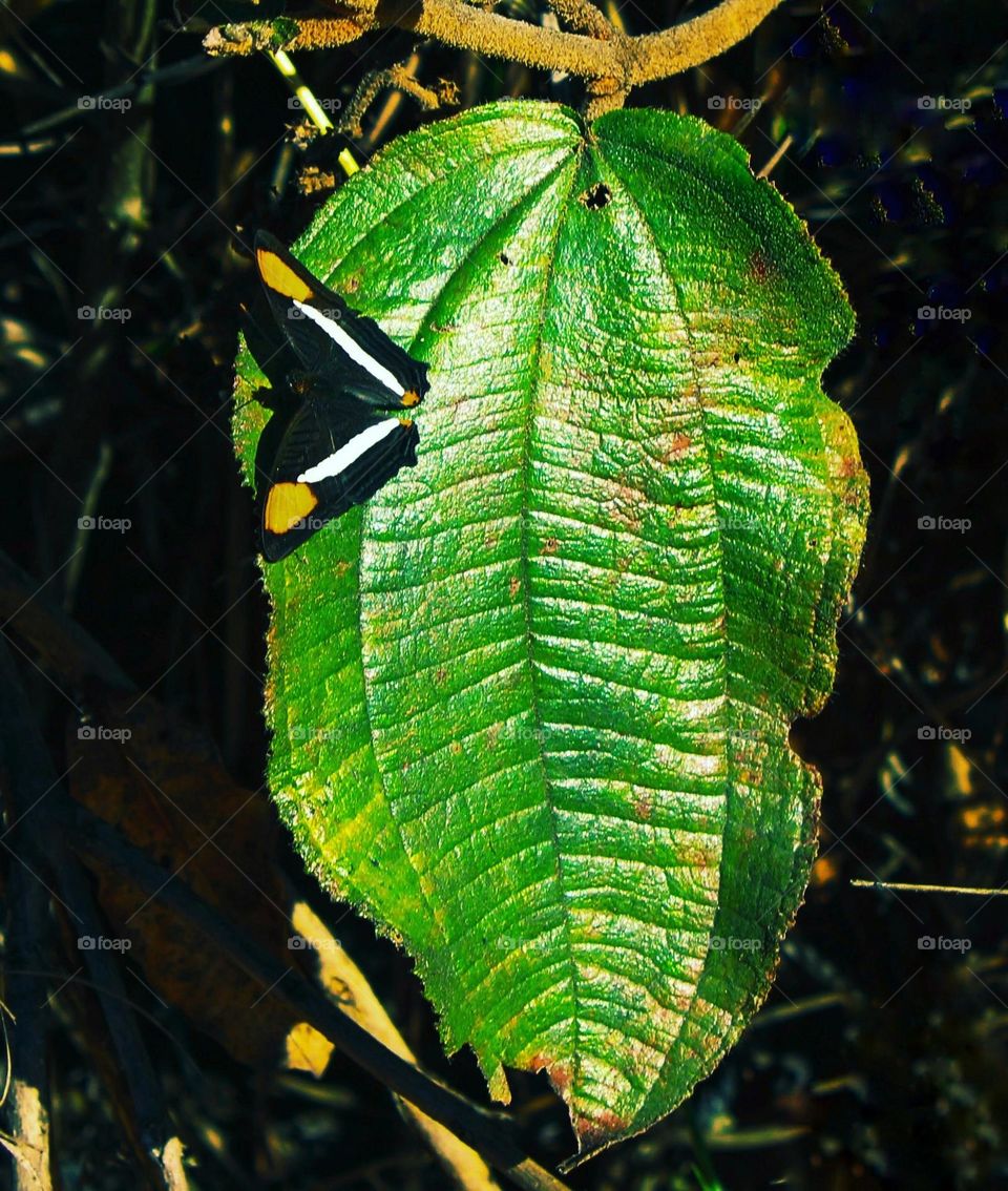Leef and butterfly