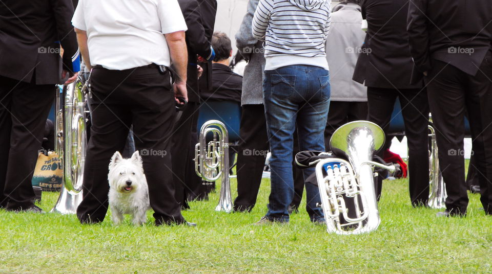 Little white doggy and a brass band