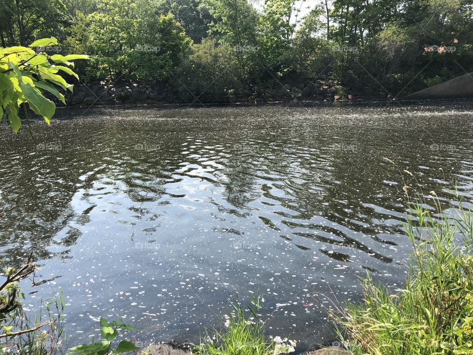 Watching the ripples and reflections in the water, surrounded by trees and woodland flora. ~ @scorpiol13 