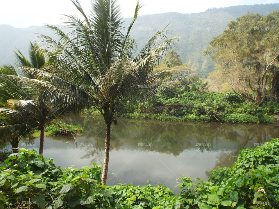 Inside the Waipio valley.  Hawaii