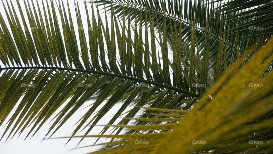 Leaves#trees#green#macro#nature#palm