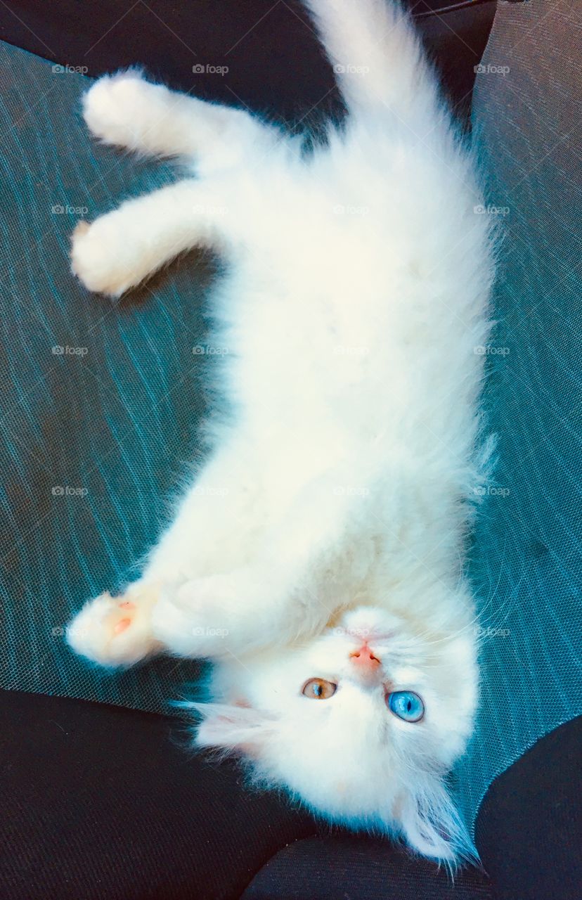 Lindo gato de olhos coloridos 