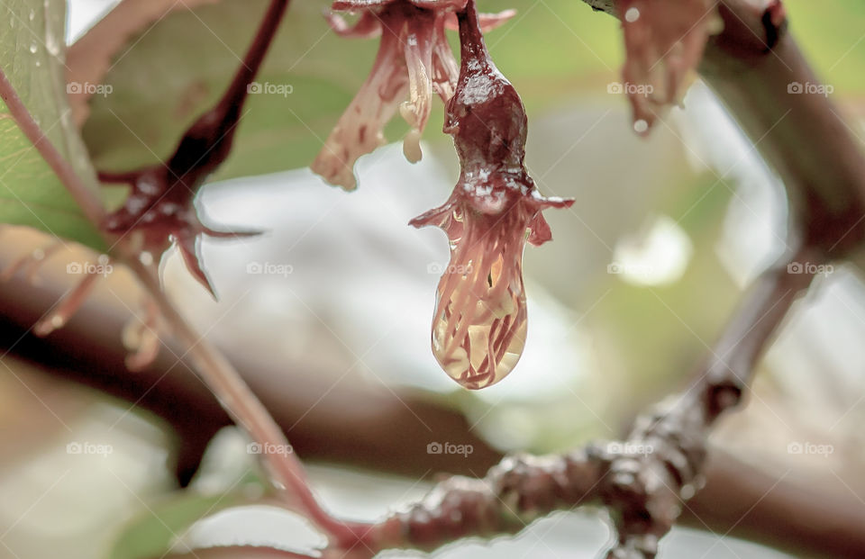 raindrop encasing stamen from flower bud on tree