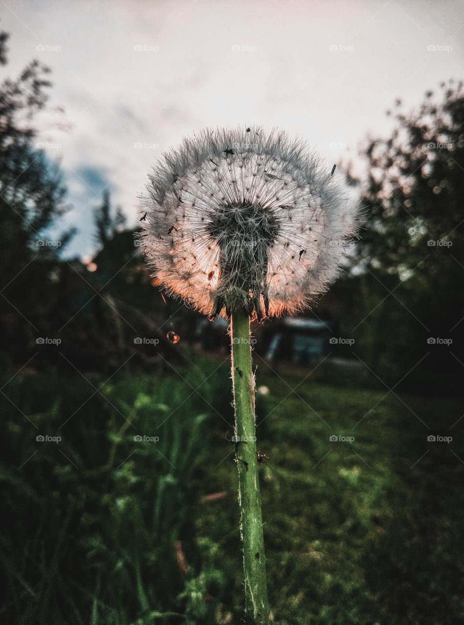 Dandelion at sunset