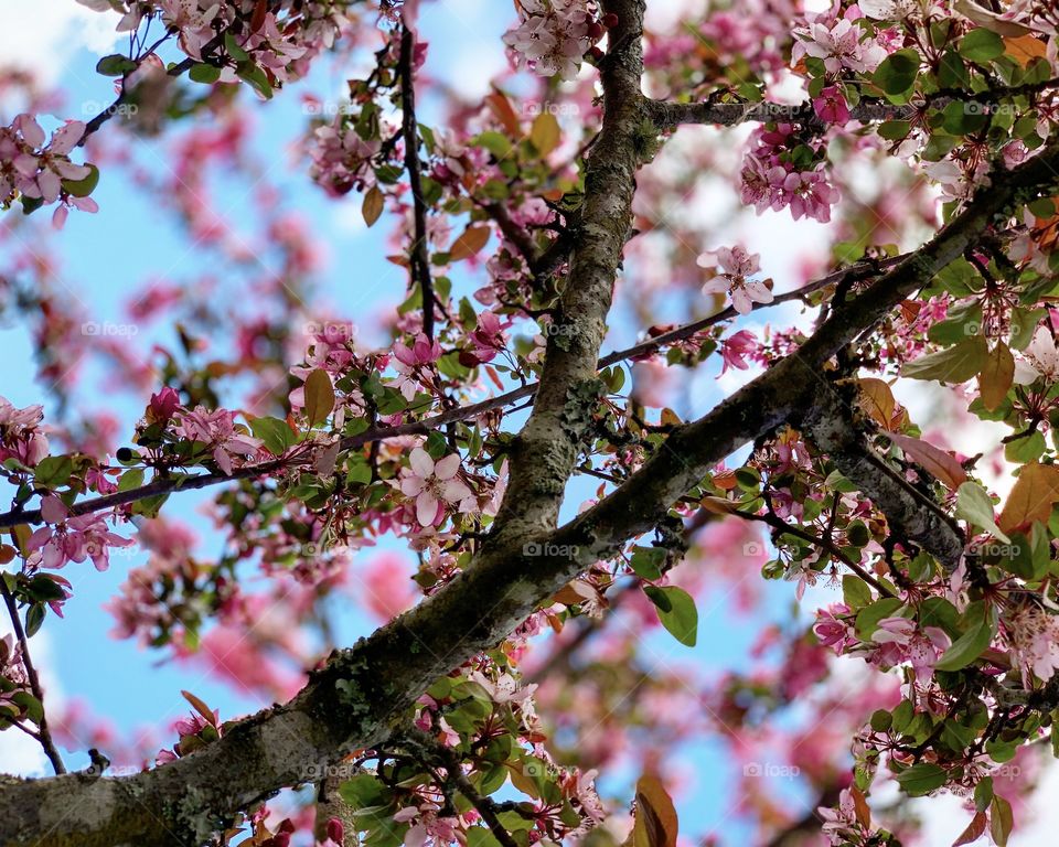 Blooming tree in Spring