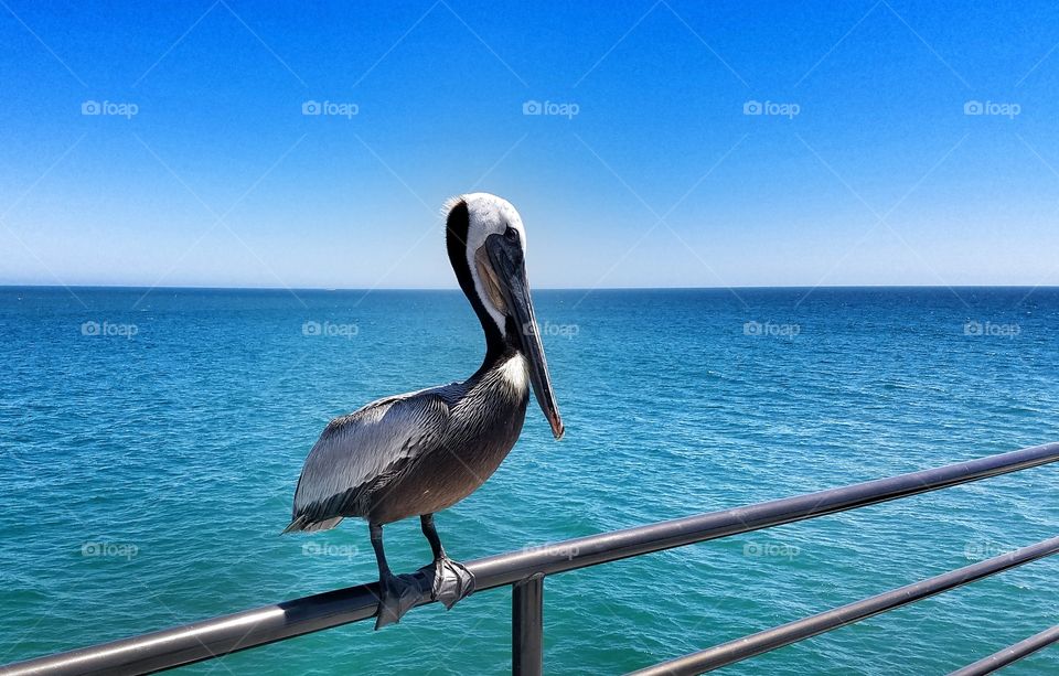 The Regal Pelican
