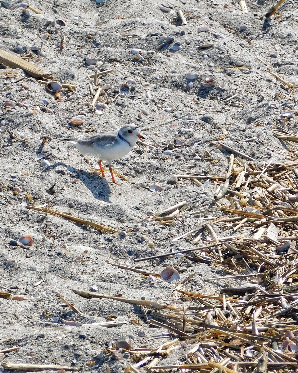 Baby snowy plover 