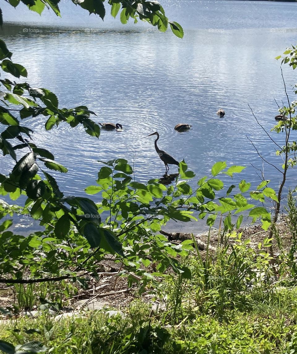 Heron joining the geese crew 