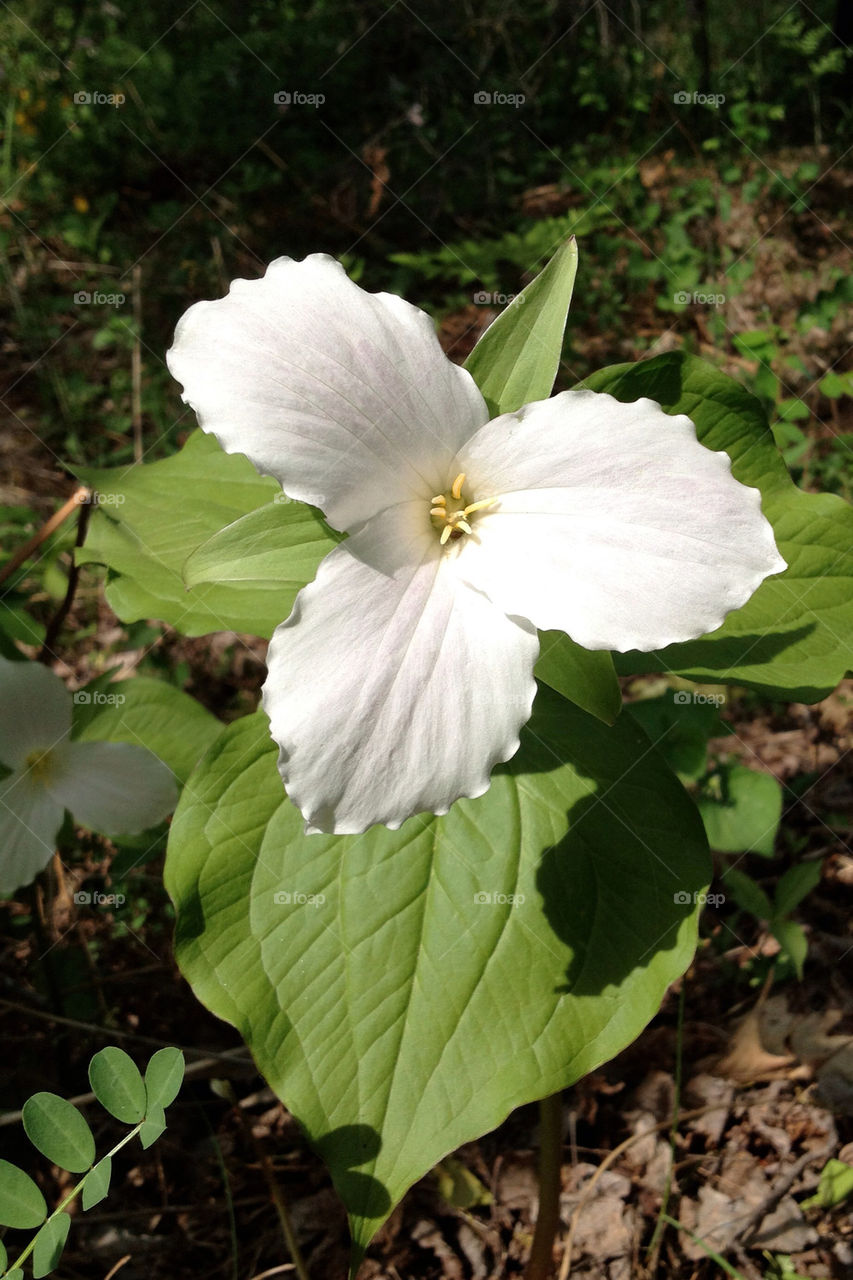 spring white forest lily by miowan