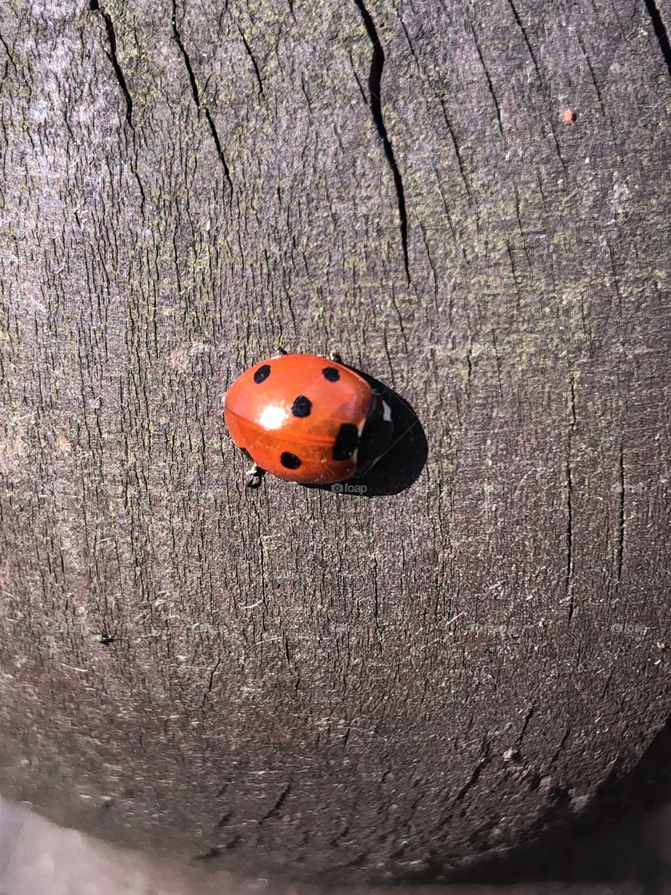 Lady bug
