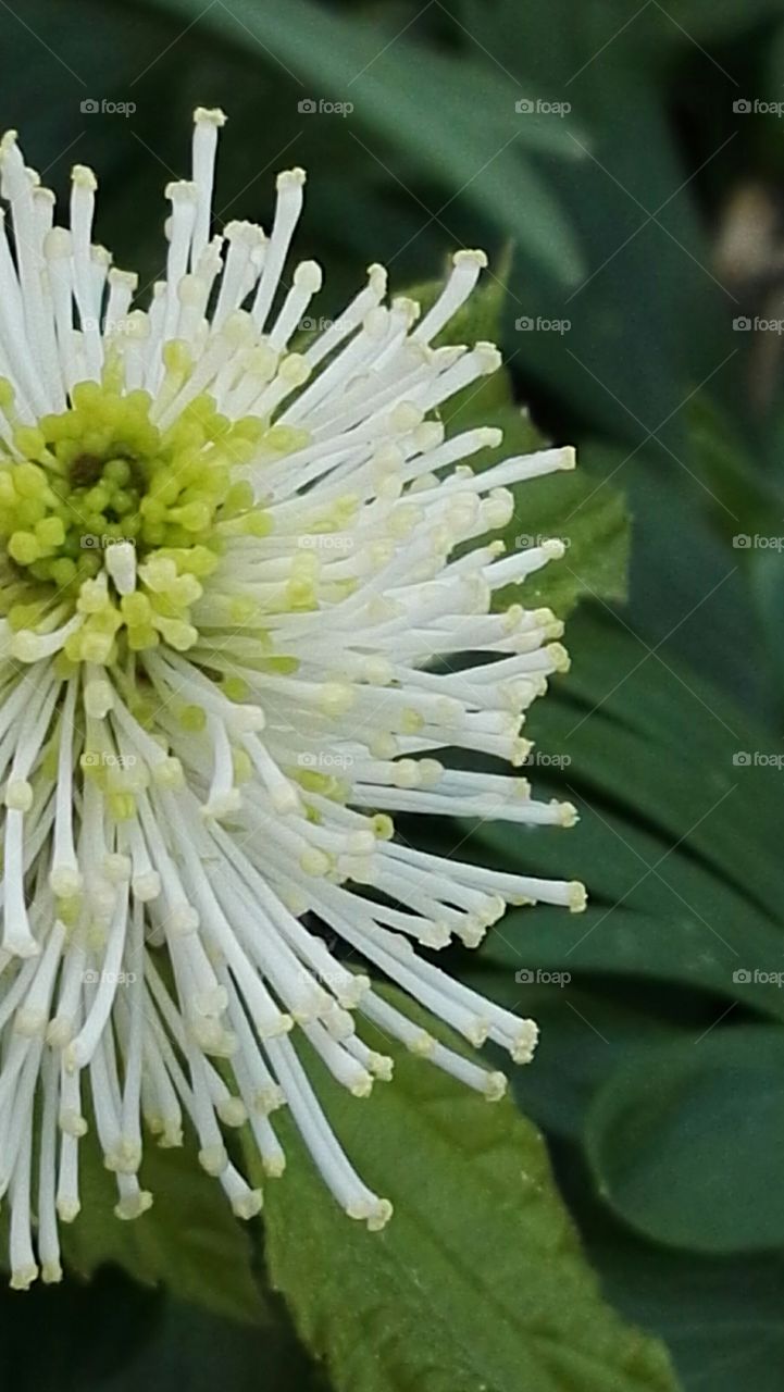 macro shot whize rural flower