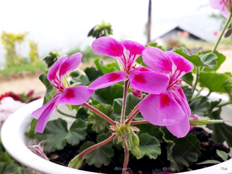 This spring  can't get enough of lovely geranium