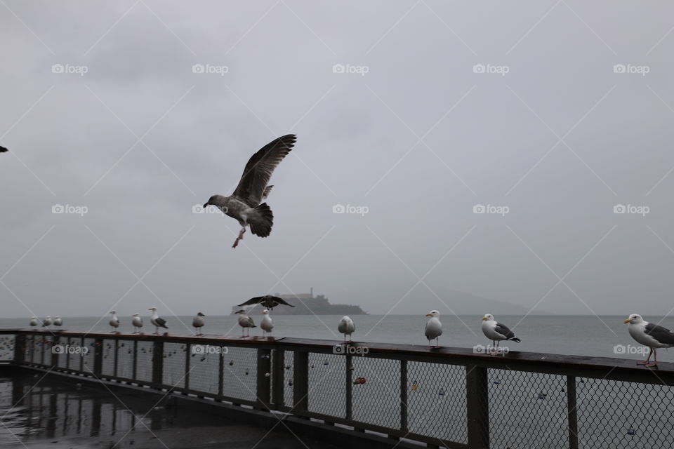 Seagulls on a dock on a ray day , one flew away 