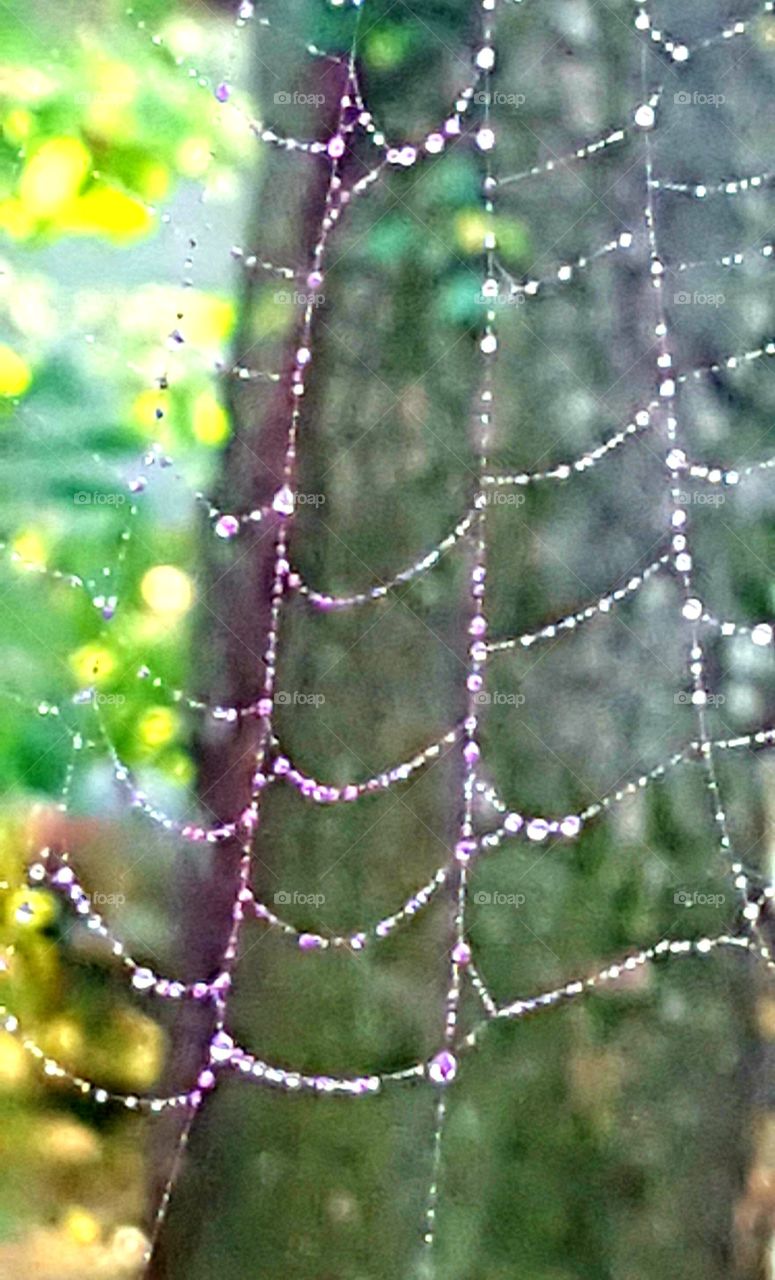 Spiderweb, Spider, Dew, Cobweb, Web Together