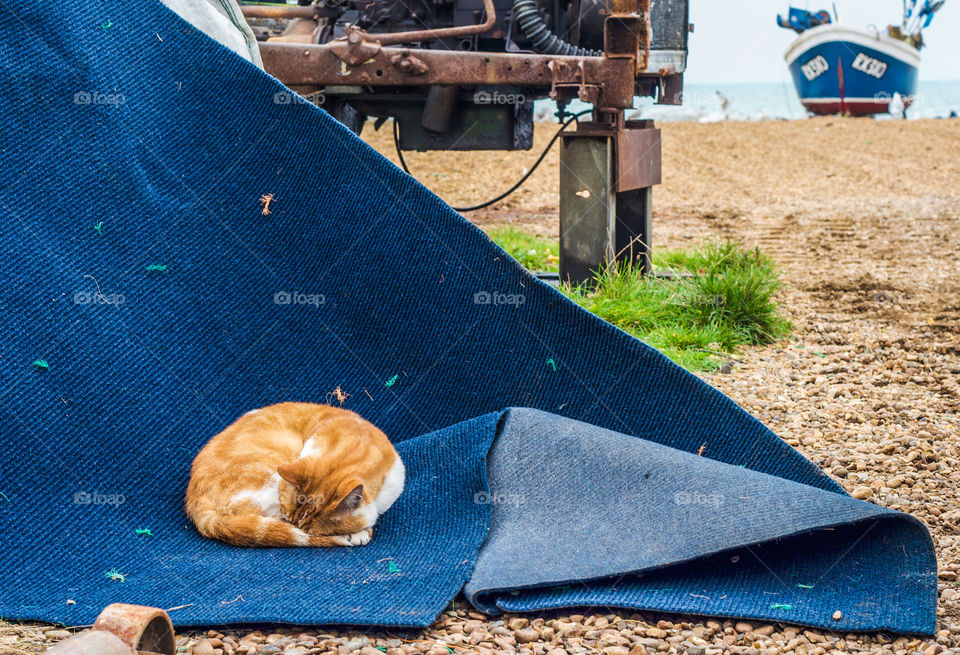 A ginger cat sleeps on a discarded carpet at Hastings fisherman’s beach, the sea and a boat are in the background 