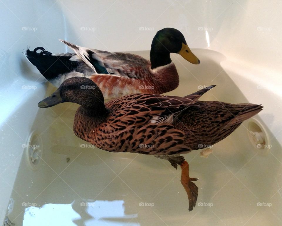 wild Ducks having a bath