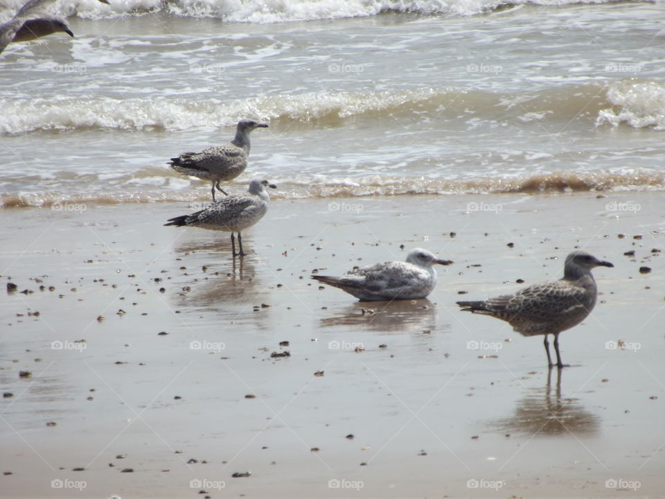 Gulls On The Beach