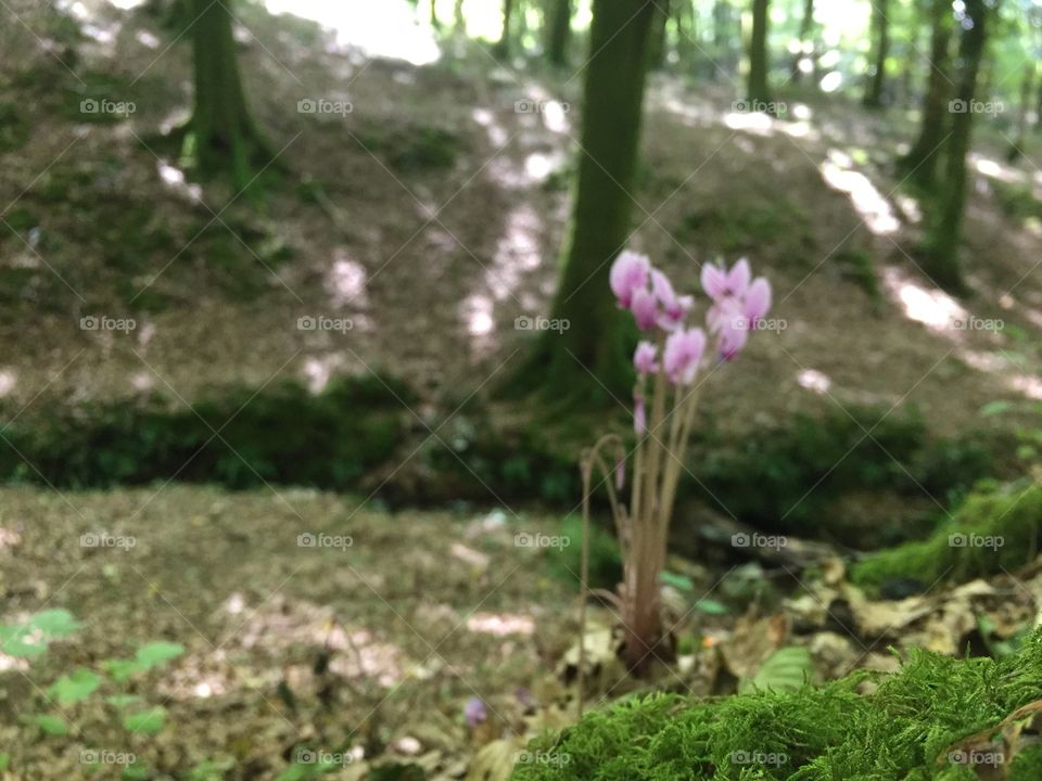 An out of focus drop of color in the forest 🌷