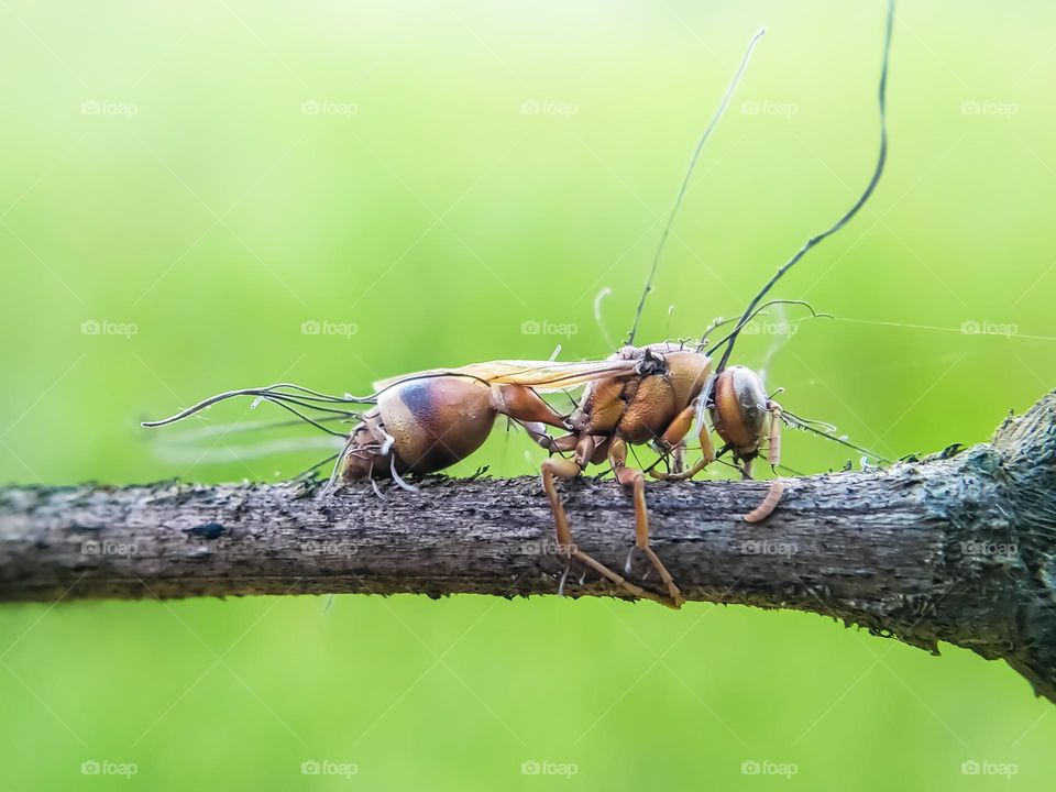 The wasp's body was dead, but still intact.