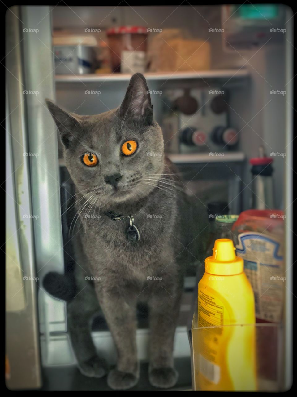 Not a cat in a hat for sure! 