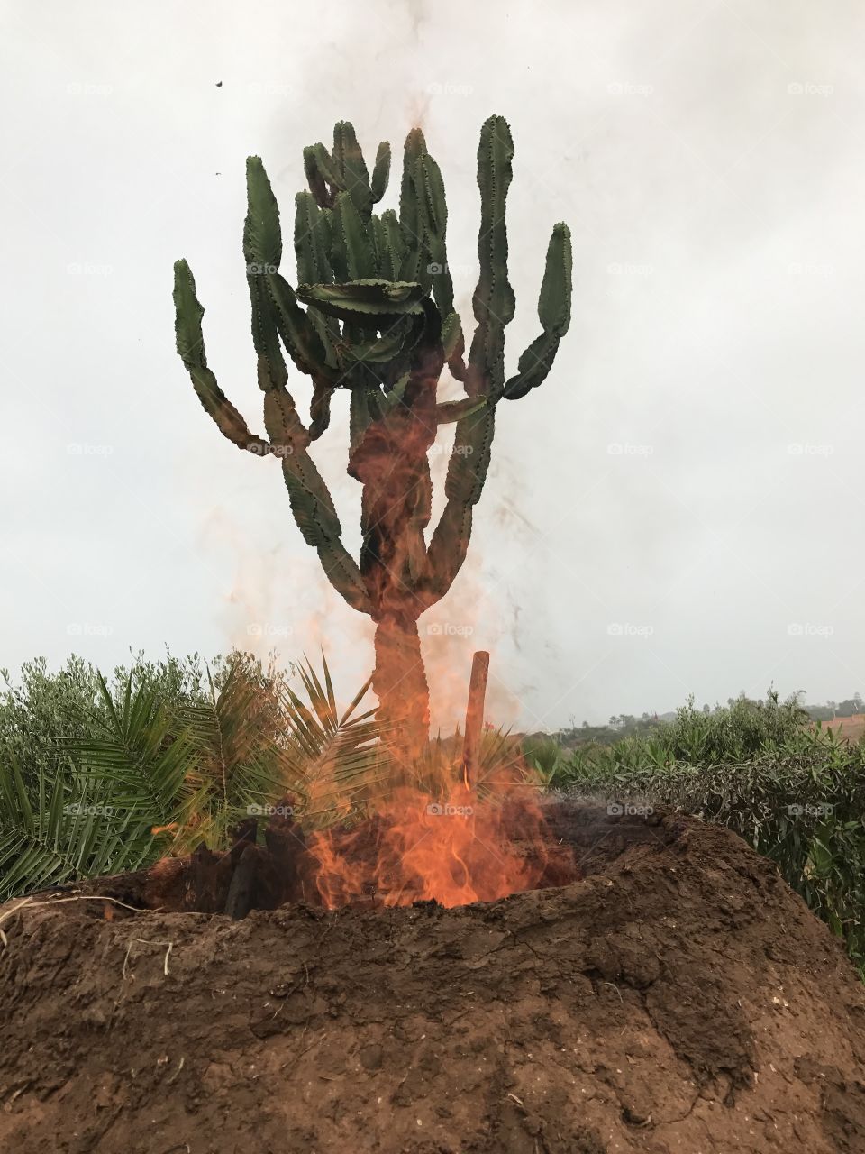 amazing tree fire