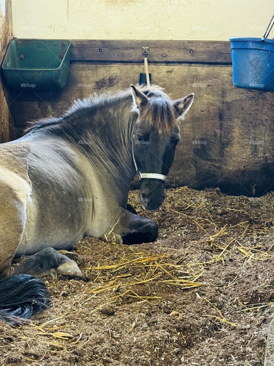 Resting pony