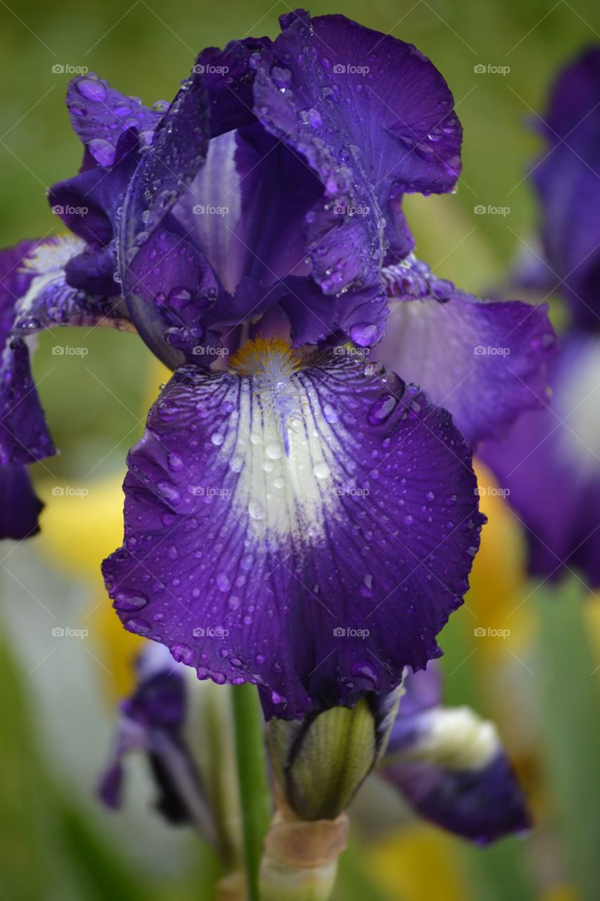 Water drops on purple flower