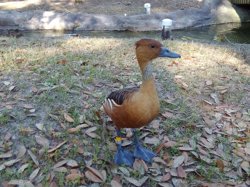 уточка в боевой расскраске