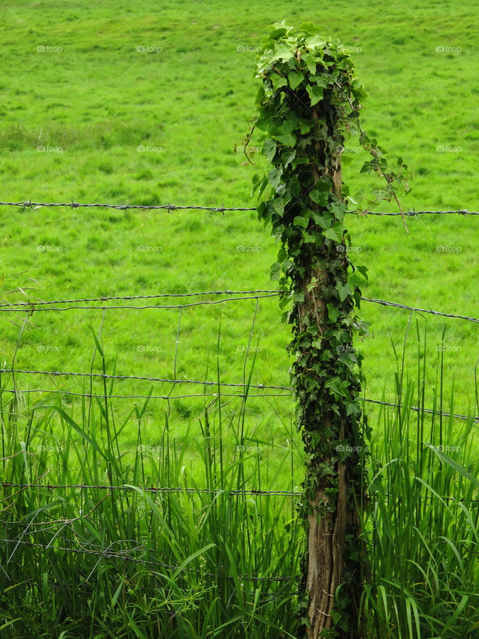 green pole