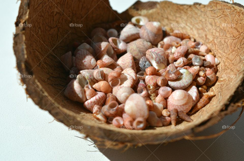 Collection of seashells