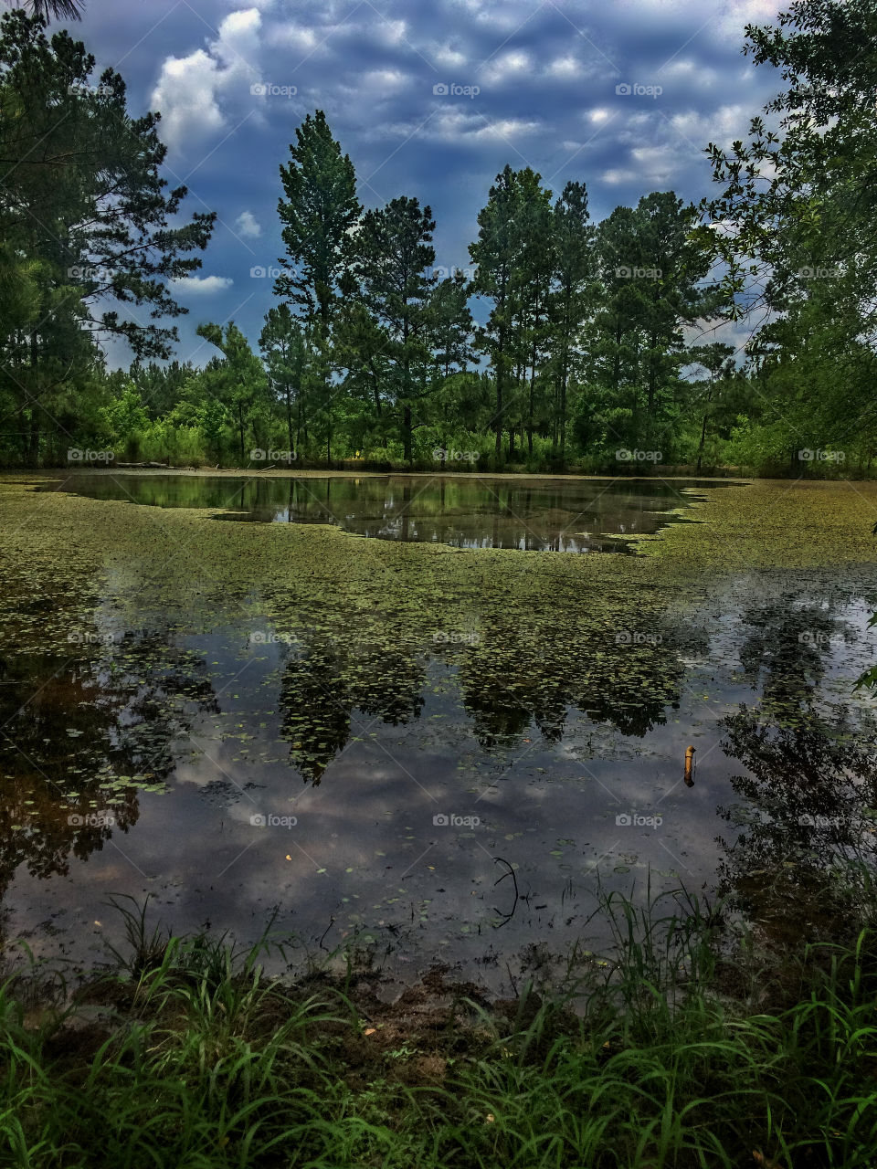 Pond Of Lilies