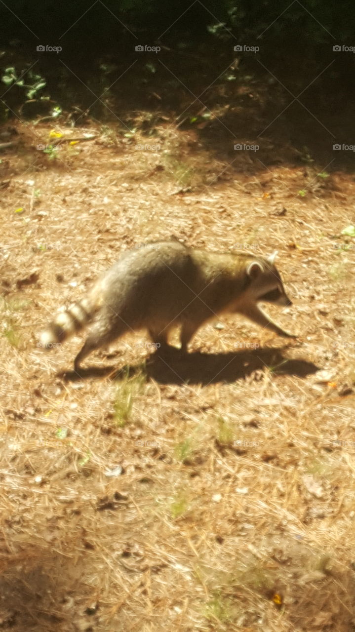 racoon
