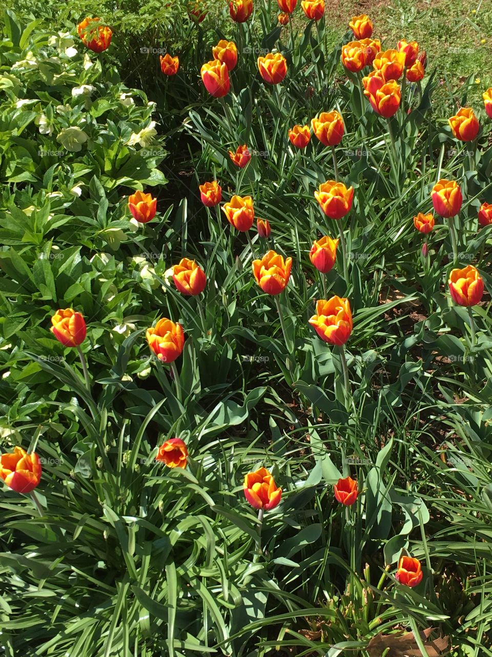 Tulips - Monticello