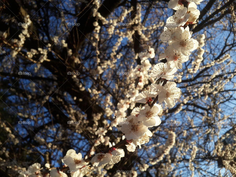 Low angle view of apricot tree