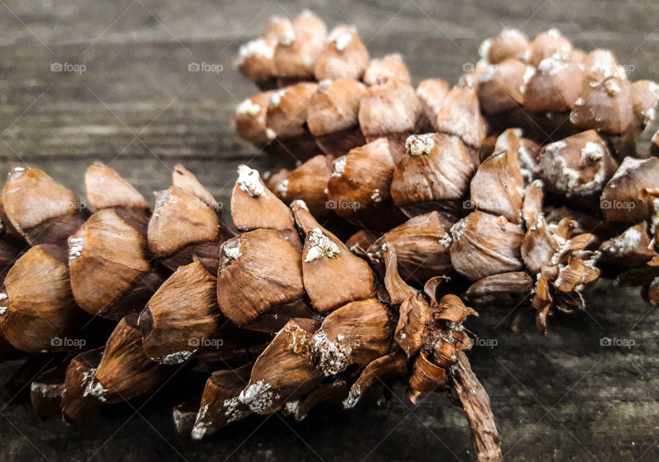 One of the first signs of Autumn. Is when the pinecones fall to the ground.