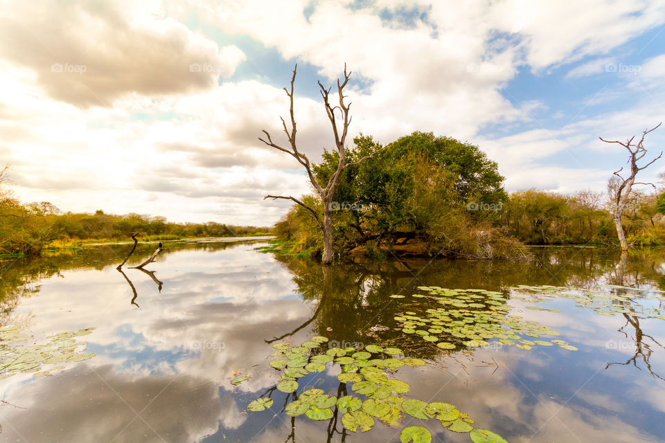 Reflection of clouds over lake panic, a hide and game viewing spot in the Kruger National Park South Africa. Image of trees water clouds and water plants - so amazingly beautiful!