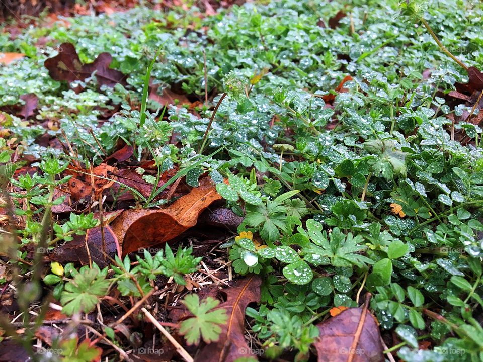 After a long storm in Texas, rain droplets are gathered on all greenery covering the Earth's floor