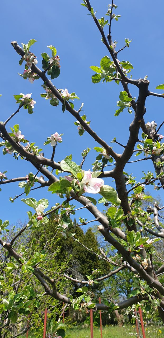 apple tree