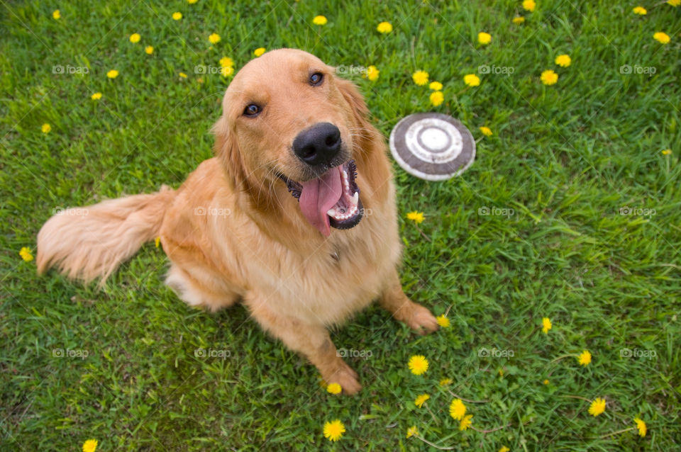 Golden retriever sitting with frisbee in a dandelion bed Of flowers