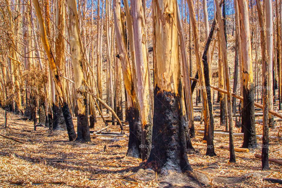 Bush fired trees