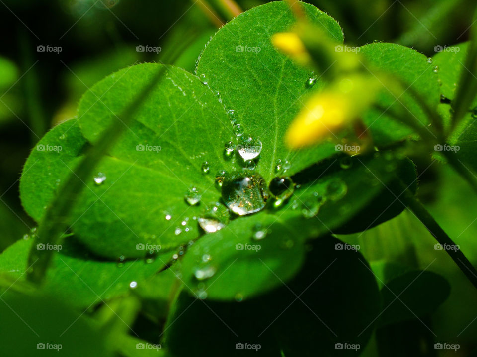 peek at a green clover with water droplet in the centre