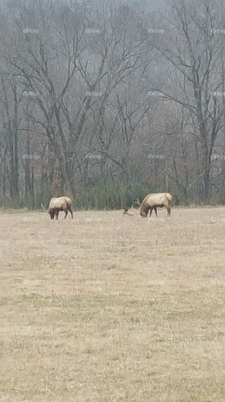 Elk!