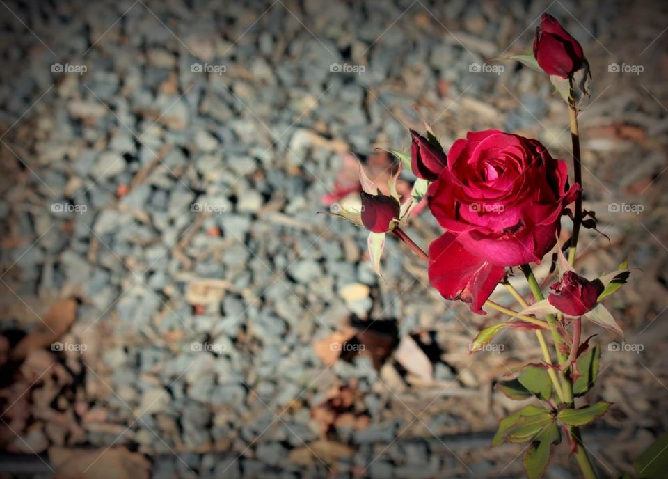 A beautiful, lush red rose against a beaten gravel path. Shot at night with added light. 